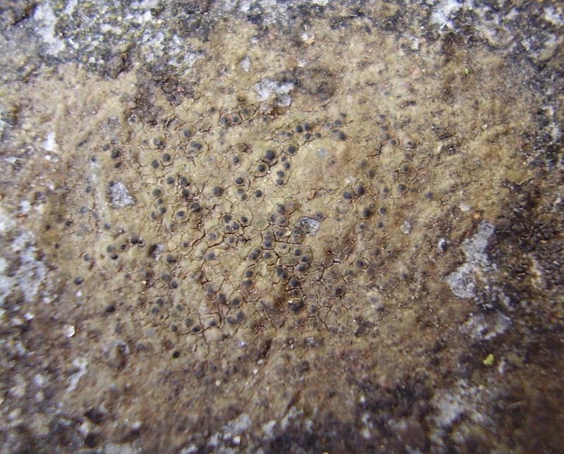 Una Riserva forestiera pi� settentrionale